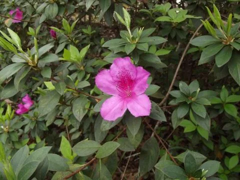 Lone Flower Stock Photos