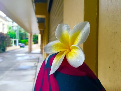 Lone flower Stock Photos