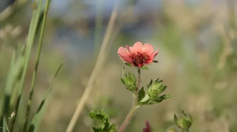 Lone Flower Sways In the Breeze Stock Footage 51619720