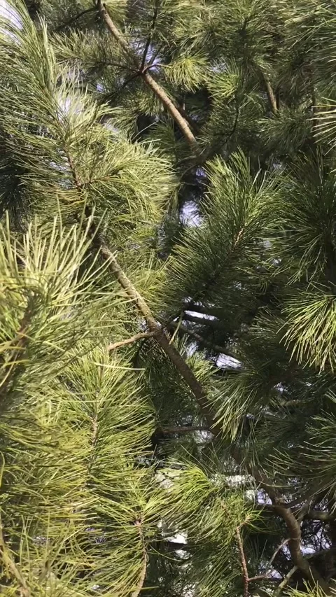 A lone fluffy pine branch swaying in the wind in an open-air city park Stock-Footage 300211653