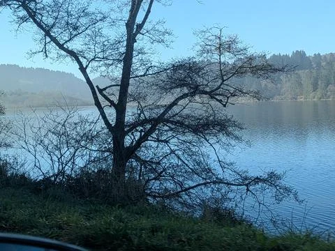 Lone foreground tree frames serene blue lake surrounded by forested Photos