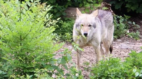 Lone forest gray wolf standing among green trees and bushes. Foto stock