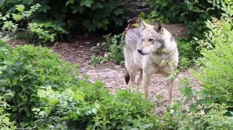 Lone forest gray wolf standing among green trees and bushes. Stock Photos