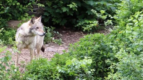 Lone forest gray wolf standing among green trees and bushes. Stock-Fotos