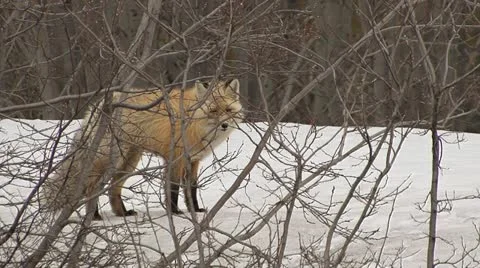 Lone Fox Searching for Prey in Springtime Snow Stock Footage 11013740