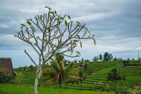 Lone Frangipani Tree in Front of Stepped Paddy Fields Stock-Fotos
