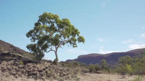 Lone Ghost Gum MacDonnell Ranges Stock Footage 155229787