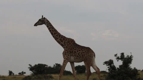 Lone Giraffe Stock Footage 25696981
