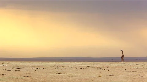 A lone giraffe Stock Footage 44808118