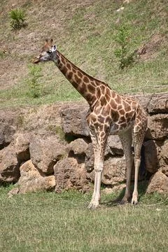 A lone giraffe leaning on large rocks Stock Photos
