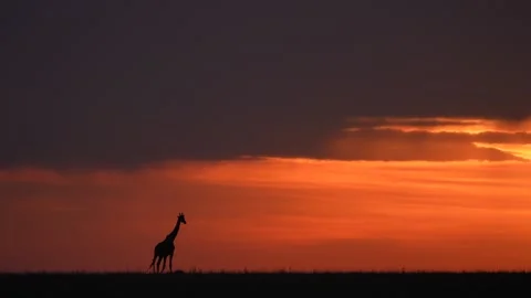 Lone Giraffe Silhouette Against Dramatic African Sunset Sky in Natural Wildlife Stock Footage 340563816