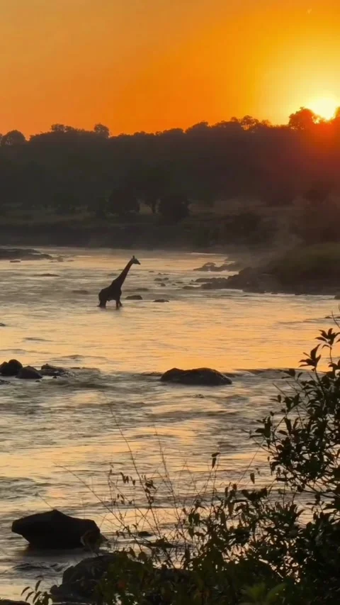A lone giraffe standing in a river during a golden sunset Видео 336033448
