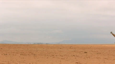 A lone giraffe walking across a plain Stock Footage 44806079