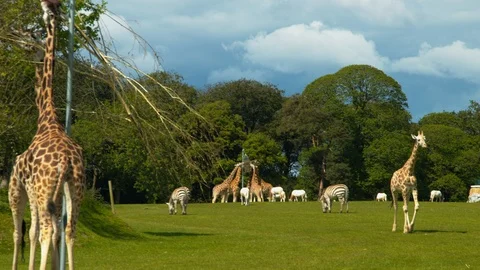 Lone giraffe walking away from group Stock Footage 114446245