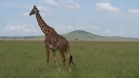 Lone Giraffe Walking Through African Savannah Video stock 311774670