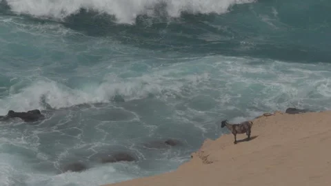 Lone Goat Standing Above Powerful Ocean Waves on Coastal Cliff Stock Footage 346788138