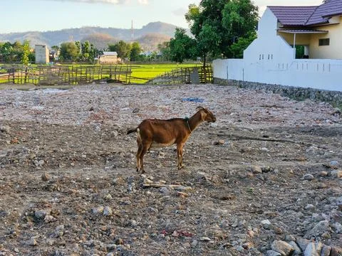 A lone goat stands on the empty plot of land, surrounded by lush green rice.. Stock Photos