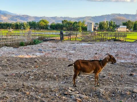 A lone goat stands on the empty plot of land, surrounded by lush green rice.. Stock Photos
