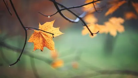 Lone golden maple leaf hangs from dark branch. Droplets of water glisten on i Foto stock