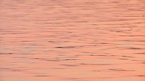 Lone Goose Stock Footage 7172249