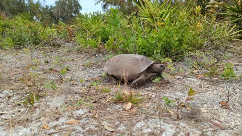 A lone Gopher Tortoise walking around the Florida wilderness Stock Footage 287406225