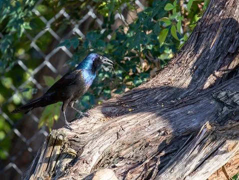 Lone grackle feasting on nuts and seeds Stock Photos