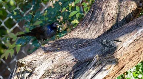 Lone grackle feasting on nuts and seeds Stock Photos