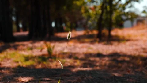 Lone Grass in Sunlight  Depth of Field Stock Footage 302664188