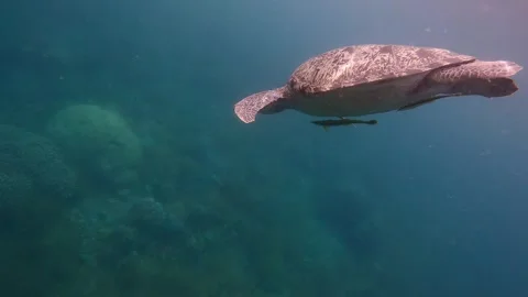 A lone green sea turtle with two remora attached to its belly diving towards Stock-Footage 339058624