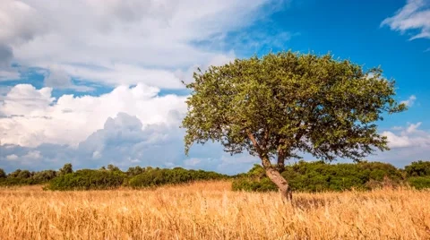 Lone green tree on a rural plain and blue sky with clouds, 4k, time lapse Stock Footage 50586056