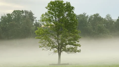 A lone green tree stands surrounded by morning fog in a park Video stock 344978307