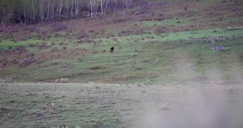 Lone grey wolf pauses before walking across valley Stock Footage 341524151