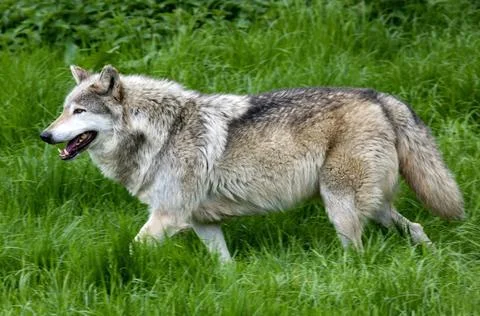 Lone Grey Wolf running Stock Photos