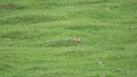 Lone ground squirrel feeding on grass in an empty treeless meadow, small mammal Stock Footage 340001298
