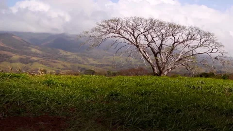 Lone guanacaste tree in mountains Video stock 274662460