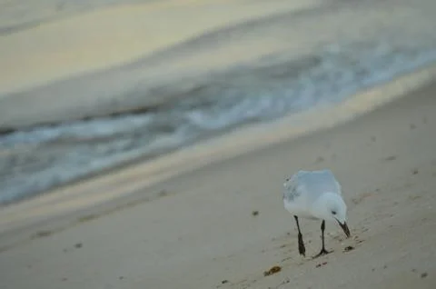 Lone Gull Stock Photos