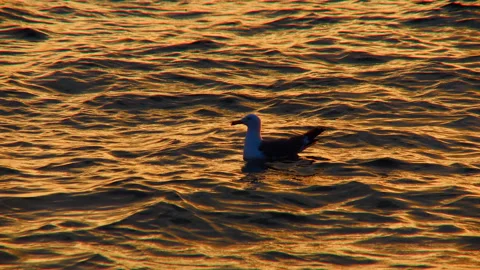 A lone gull rocks on the sea waves in the rays of the setting sun Stock Footage 92206453