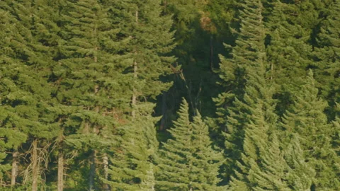 A lone hawk flies through the forest in Oregon Stock-Footage 233824783
