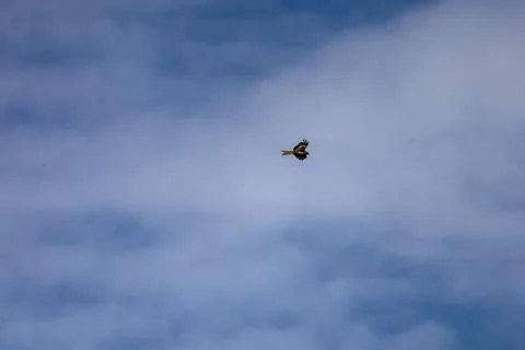 A lone hawk soars gracefully through a vast expanse of cloudy blue sky Stock Photos