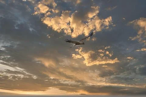 A lone hawk soars gracefully through a dramatic sunset sky with clouds Stock Photos