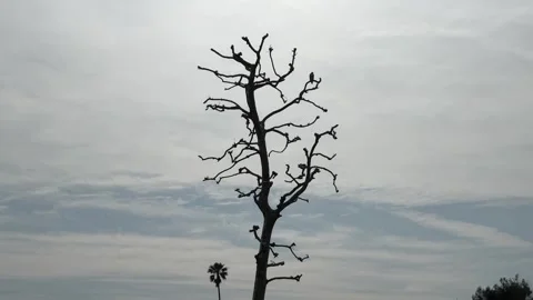 Lone hawk on stark tree, Malibu, CA Stock Footage 269712759