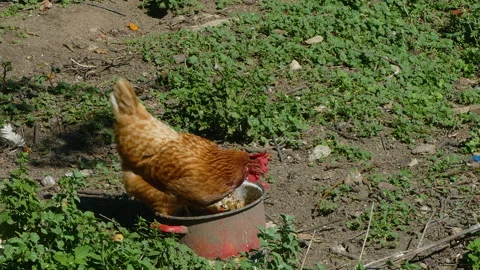 Lone hen scratching and pecking for food. Stock Footage 296227335