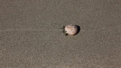 A lone hermit crab walking on the sand, Ngapali Beach, Myanmar Stock Footage 123756943