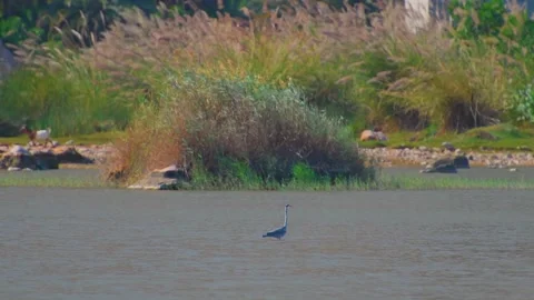 Lone Heron Bird Wading in Calm Waters Near Shoreline in Qalhat, Oman Video stock 324768073