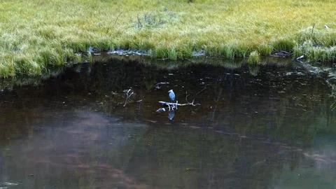 A lone heron rests on a branch in the middle of Moose Pond in Grand Teton Stock Footage 341559436