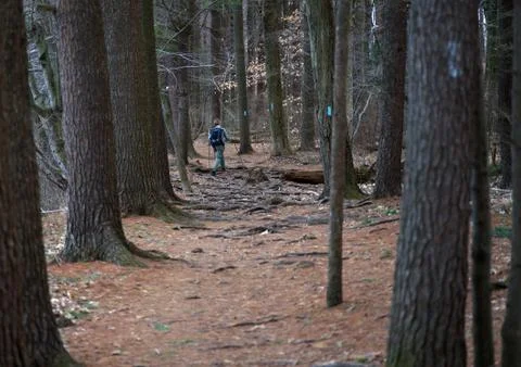 A lone hiker using ski poles in hiking on a properly marked trail. Stock Photos
