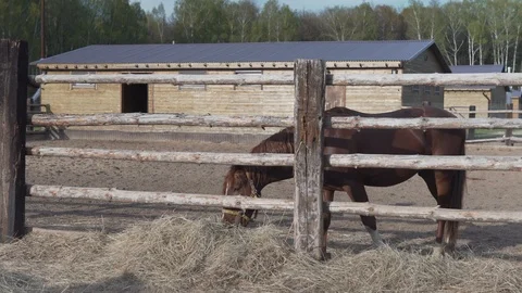 A lone horse eats a hey in a ranch Stock Footage 109425234
