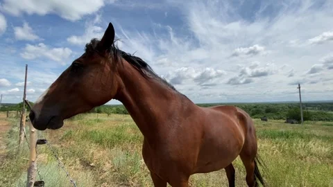 Lone Horse in a Field Stock Footage 315036627