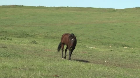 Lone Horse Going To Eat Stock Footage