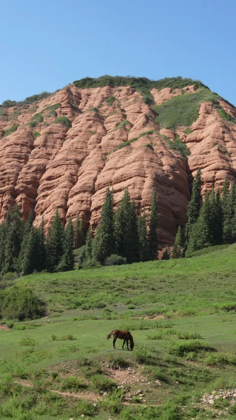 Lone horse grazing beneath massive red sandstone cliffs Stock Footage 342024994